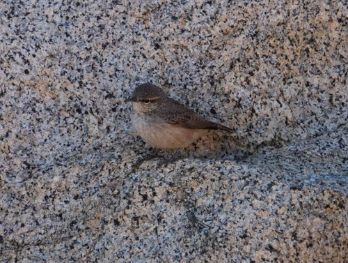 iNaturalist observation photo of Rock Wren