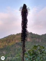 Agave chiapensis