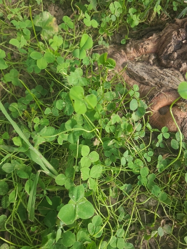white clover