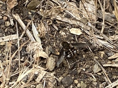 Bombylius curtirhynchus