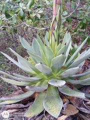 Agave chiapensis