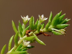 Crassula helmsii