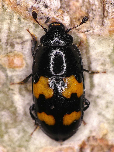 Photograph of Cryptarchinae