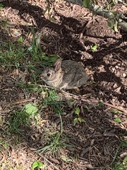Sylvilagus floridanus