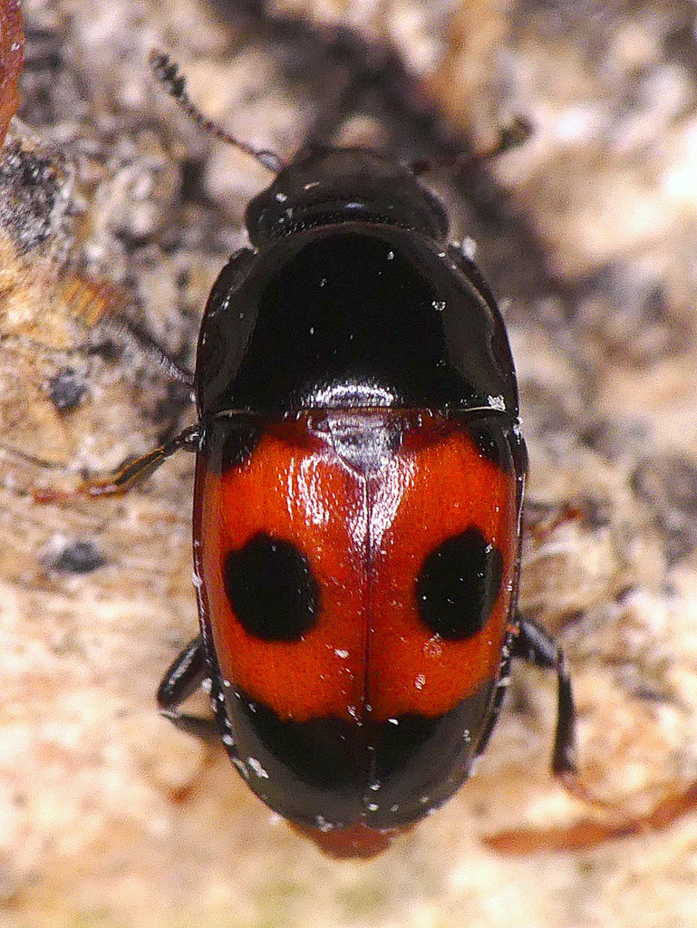 Bloody Sap Beetle