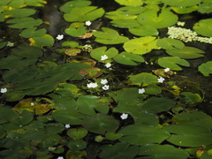 Nymphoides hydrophylla