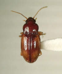 Elaphropus