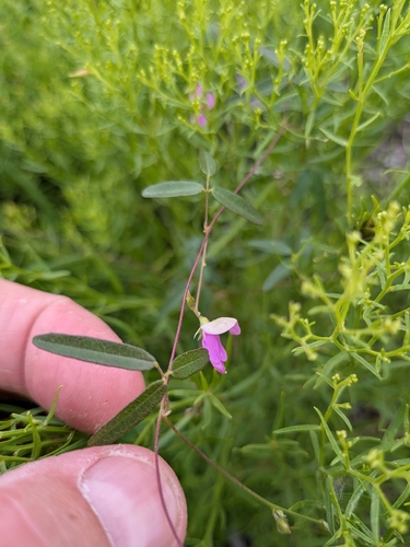 Galactia volubilis, photograph 1
