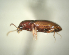 Elaphropus