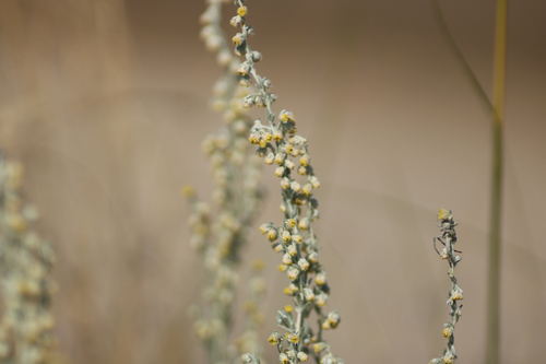 fringed sagebrush
