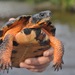 Bog and Wood Turtles - Photo (c) Greg Shute, some rights reserved (CC BY-NC), uploaded by Greg Shute