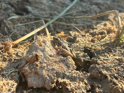 Blanchard's Cricket Frog