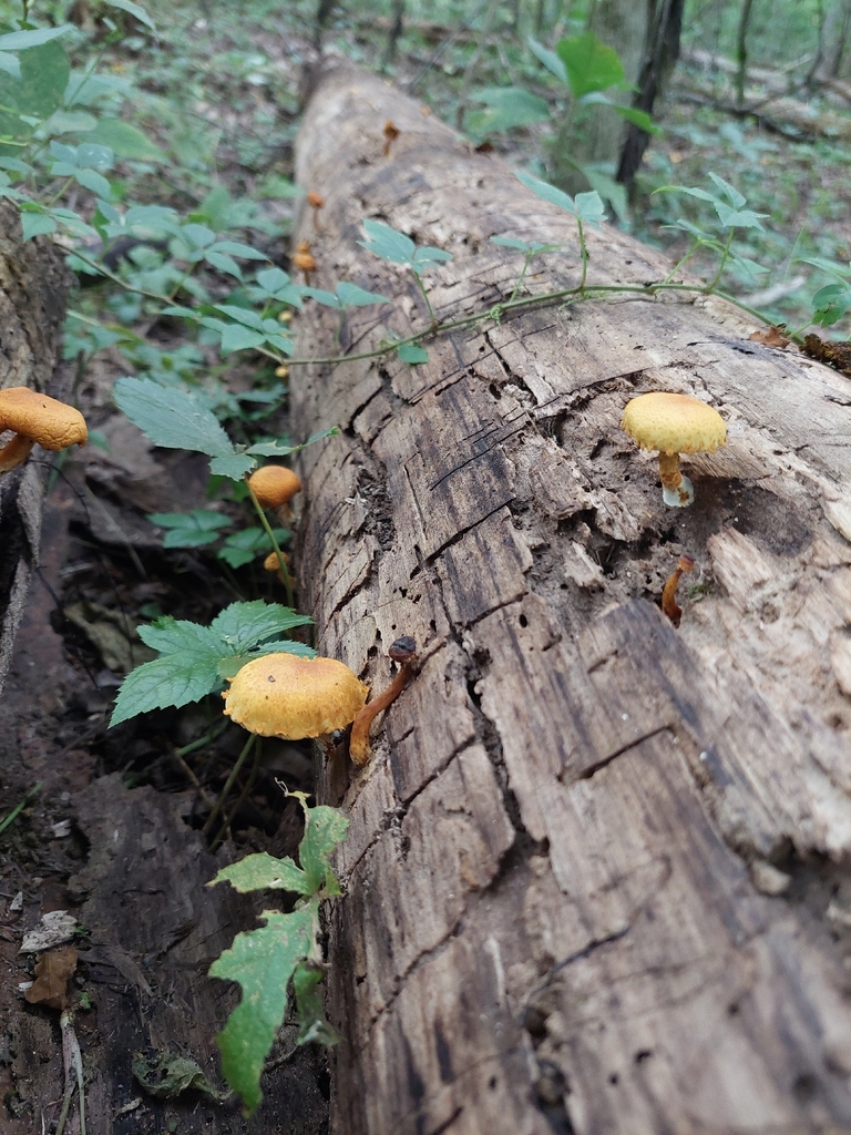 Pleuroflammula tuberculosa · August 2026 · photo: Photo: (c) Bhel, some rights reserved (CC BY) · iNaturalist