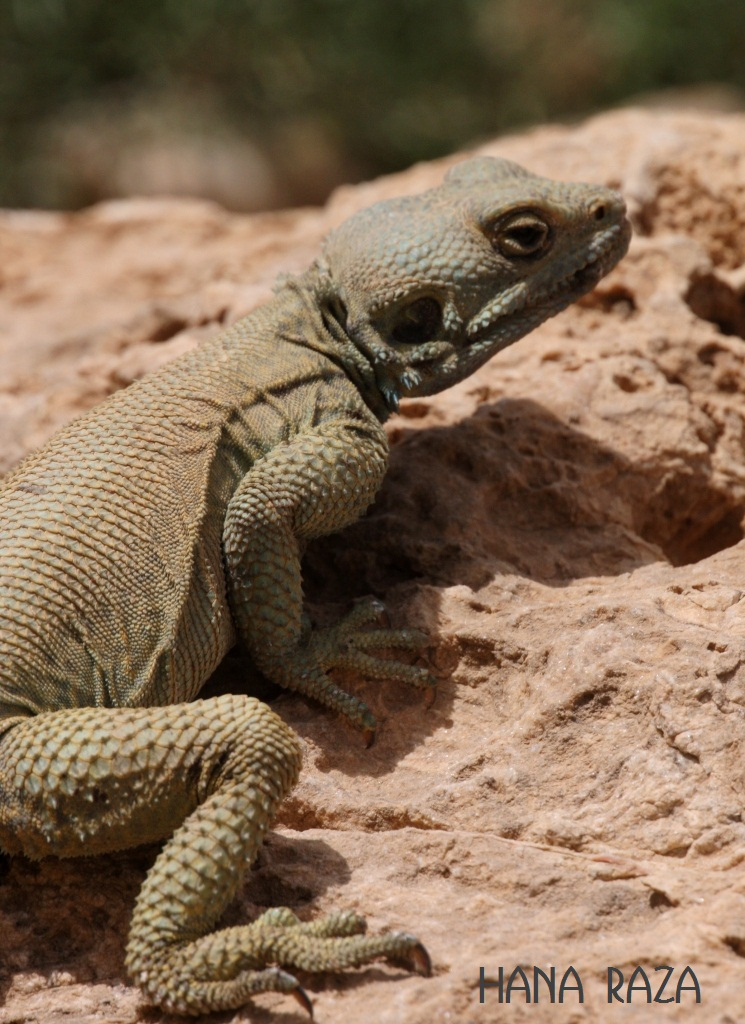 Large-Headed Rock Agama