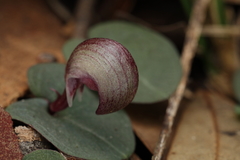 Corybas aconitiflorus