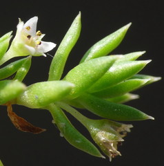 Crassula helmsii
