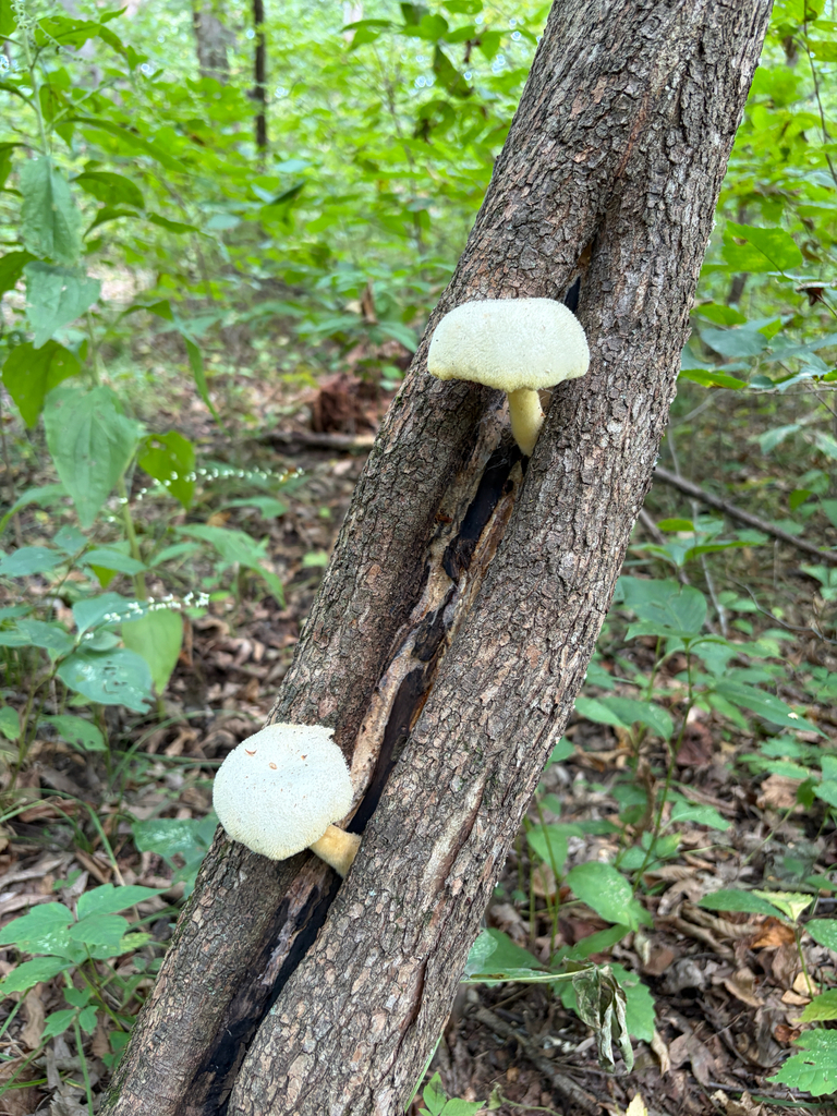 Lynx Paw Oyster · August 2026 · photo: Photo: (c) Kevin, some rights reserved (CC BY) · iNaturalist