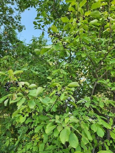 chokecherry