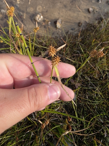 Carex flava, photograph 2