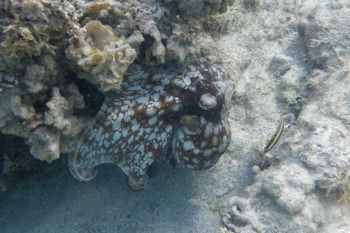 Brazilian Reef Octopus