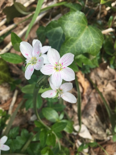 Claytonia virginica, photograph 2