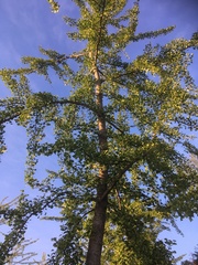 Ginkgo biloba