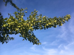 Ginkgo biloba
