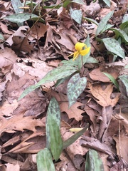 Erythronium americanum, photograph (c) Alex Novarro, some rights reserved (CC BY)