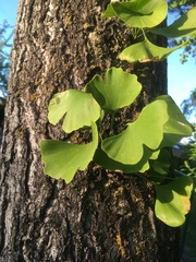 Ginkgo biloba