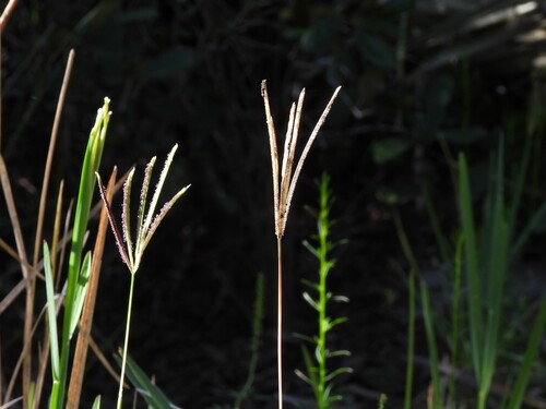 Eustachys petraea