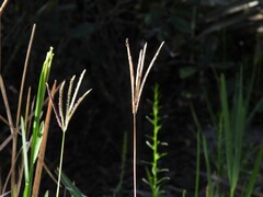 Eustachys petraea