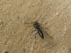 Pachycondyla crassinoda
