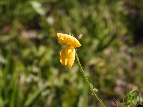 Chapmannia floridana, photograph 4
