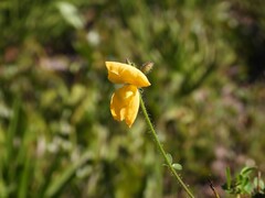(c) geosesarma, some rights reserved (CC BY) Chapmannia floridana, photograph (c) geosesarma, some rights reserved (CC BY)