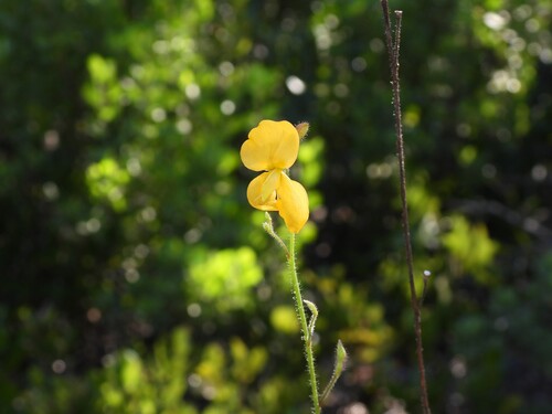 Chapmannia floridana, photograph 3
