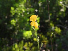 (c) geosesarma, some rights reserved (CC BY) Chapmannia floridana, photograph (c) geosesarma, some rights reserved (CC BY)