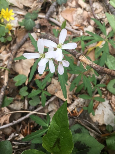 Cardamine concatenata
