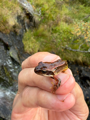 European Common Frog