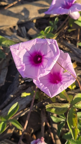 Mile-a-minute vine