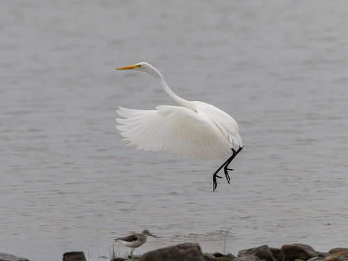 Great Egret