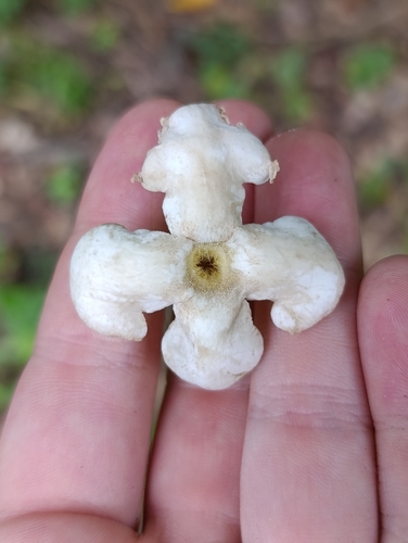 Blepharidium guatemalense observed 2026-08-29