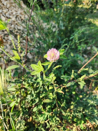 Red Clover
