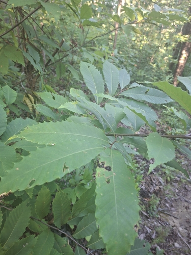 American chestnut