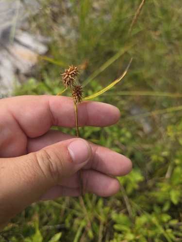 Carex flava