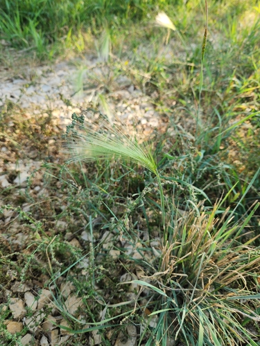 Foxtail Barley