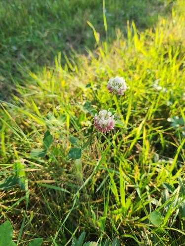 white clover