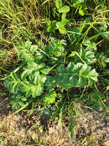 common silverweed