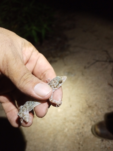 Benedetti's Leaf-toed Gecko, Phyllodactylus benedettii