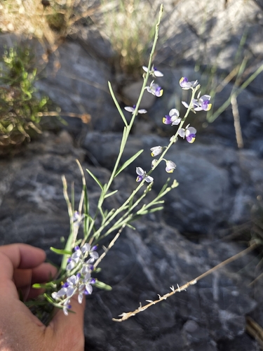 Blue Milkwort