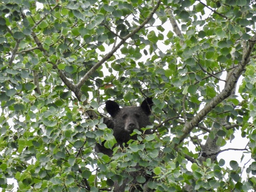 Black Bear sighting near Cariboo